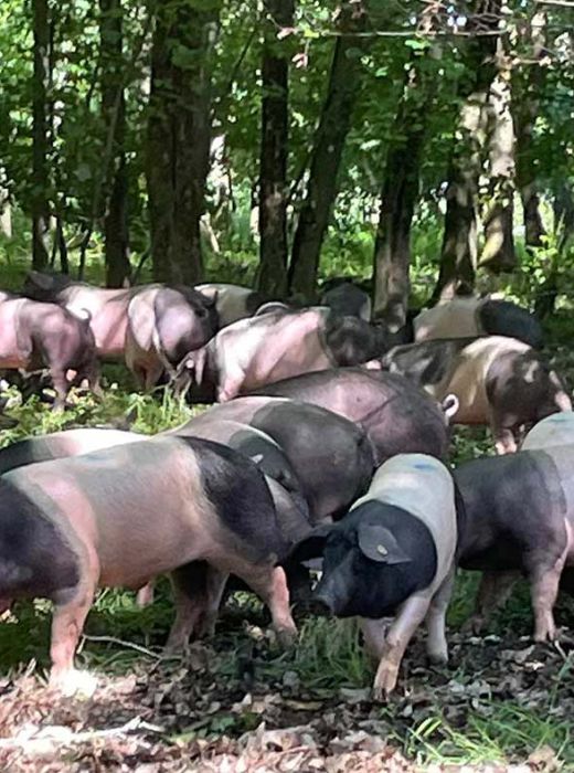 Eine Gruppe von Schweinen grast im Wald, umgeben von hohen Bäumen und üppigem Grün.