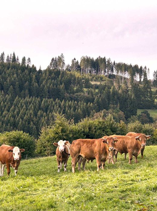 Eine Gruppe Kühe steht auf einer saftigen Weide, umgeben von Natur.