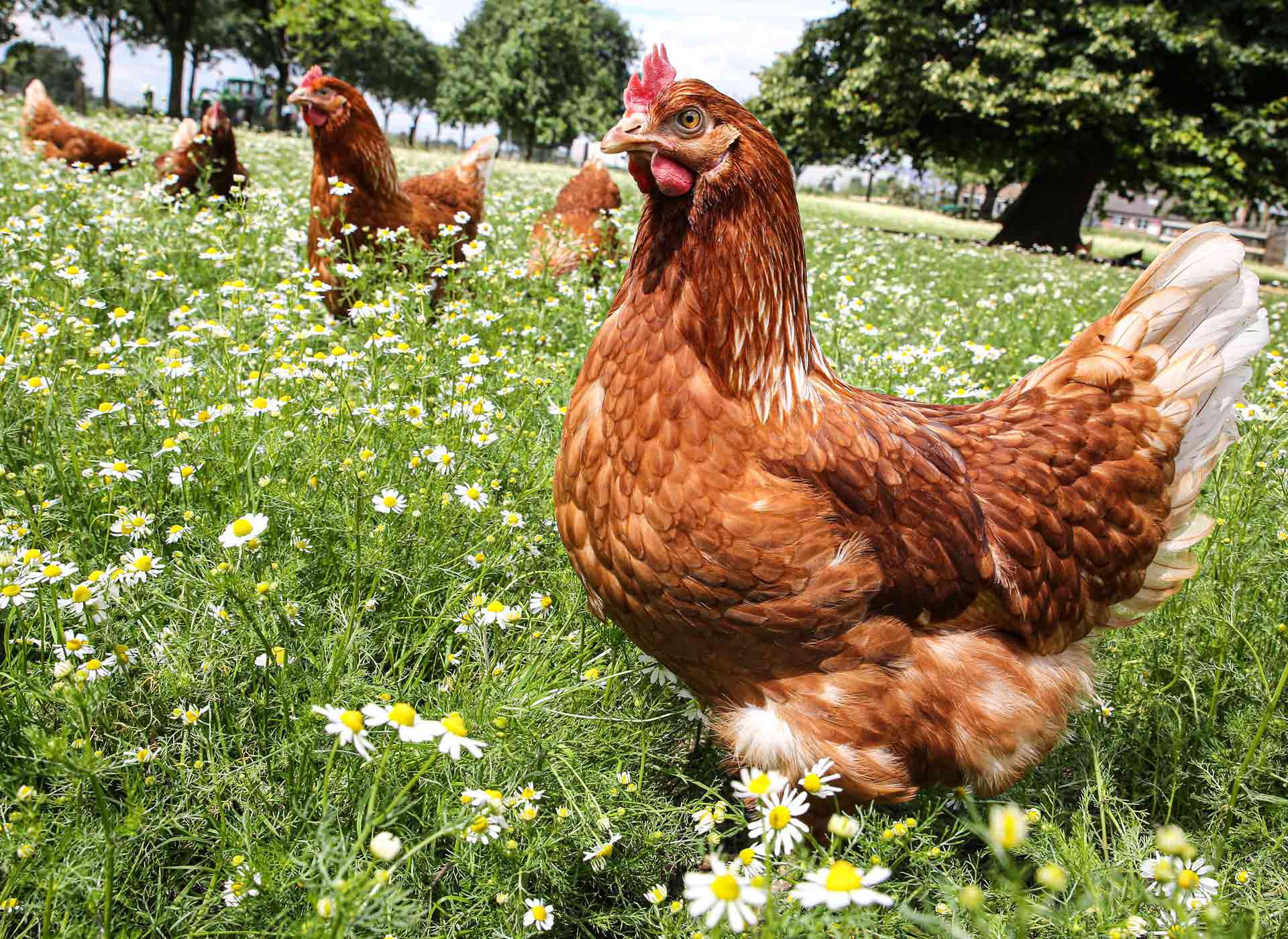 Hühner auf der Weide