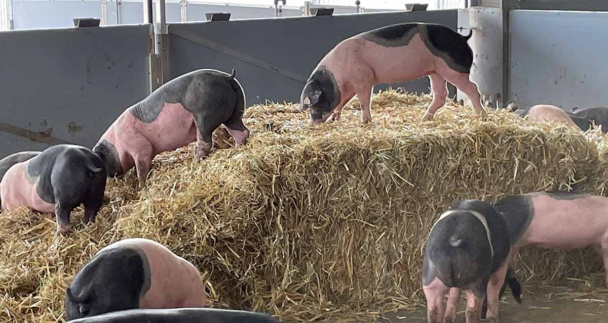 Schwäbisch-Hällisches Schweine im Freiem