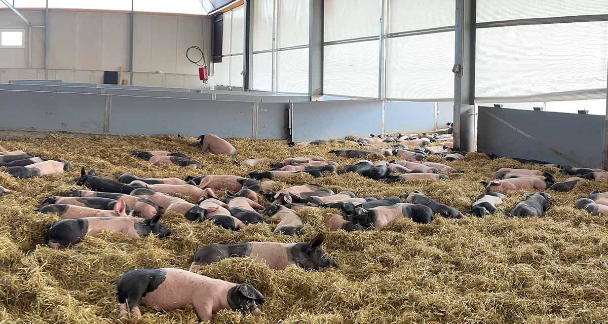 Schwäbisch-Hällisches Schweine auf Strohballen