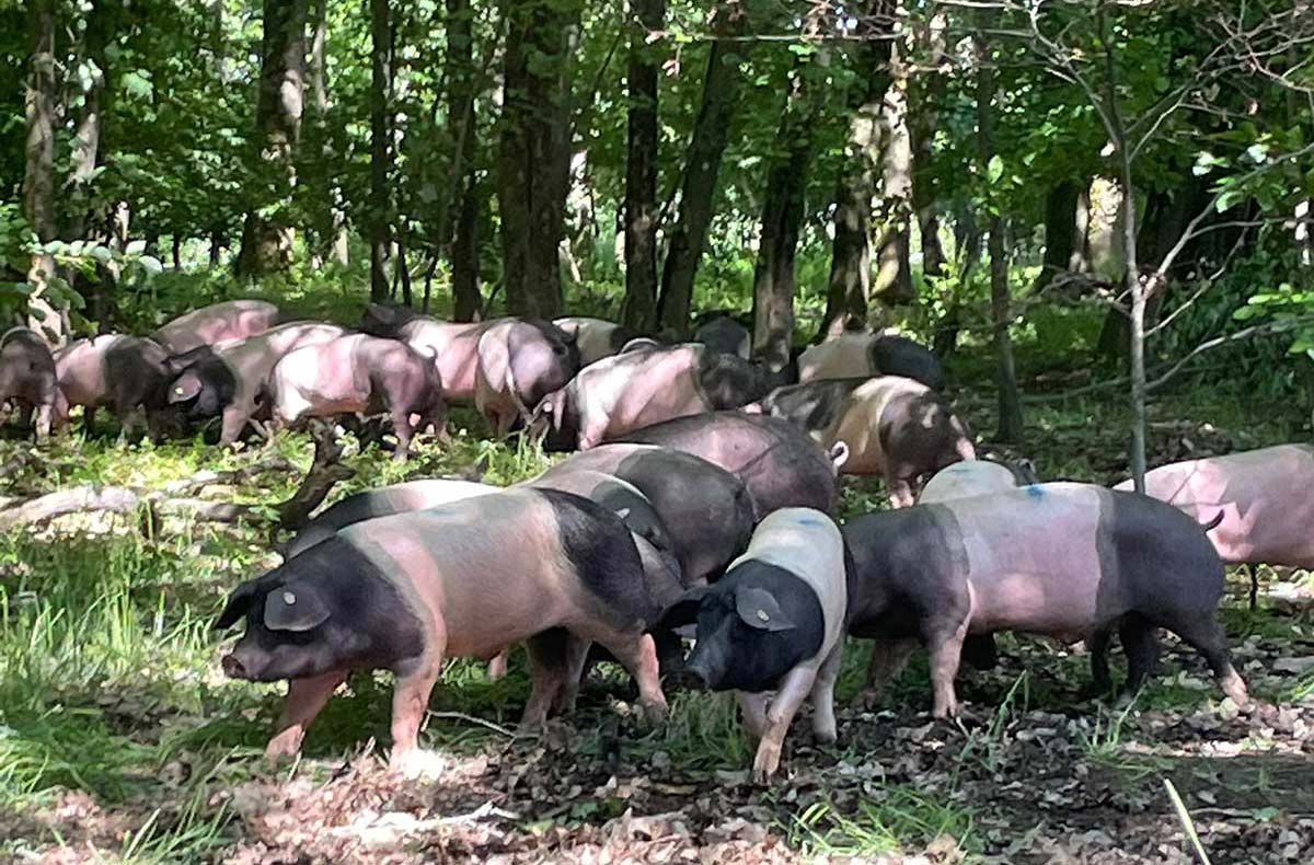 Schwäbisch-Hällisches Schweine im Stall