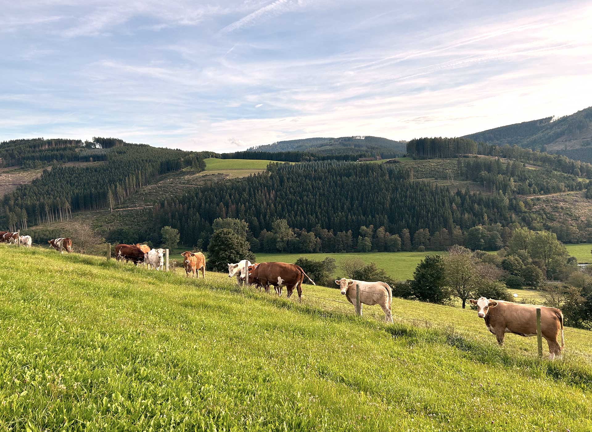  Weiderinder beim grasen auf der Weide im Hintergrund grüne Landschaft im Sauerland