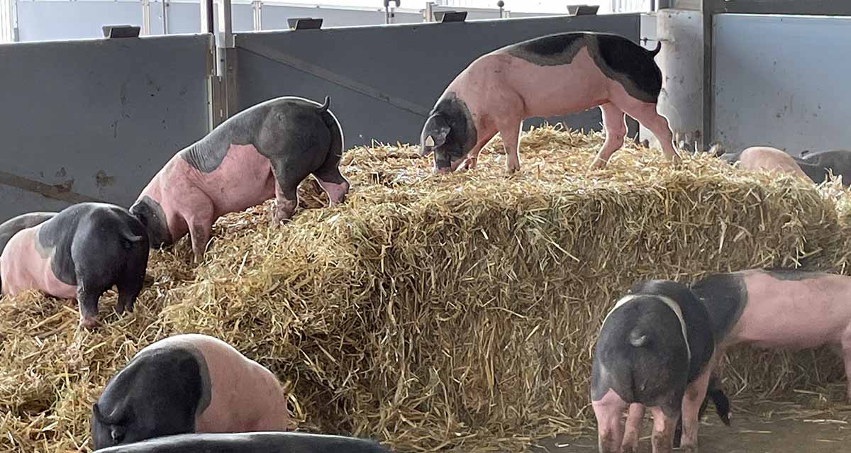 Schwäbisch-Hällisches Schweine im Stroh