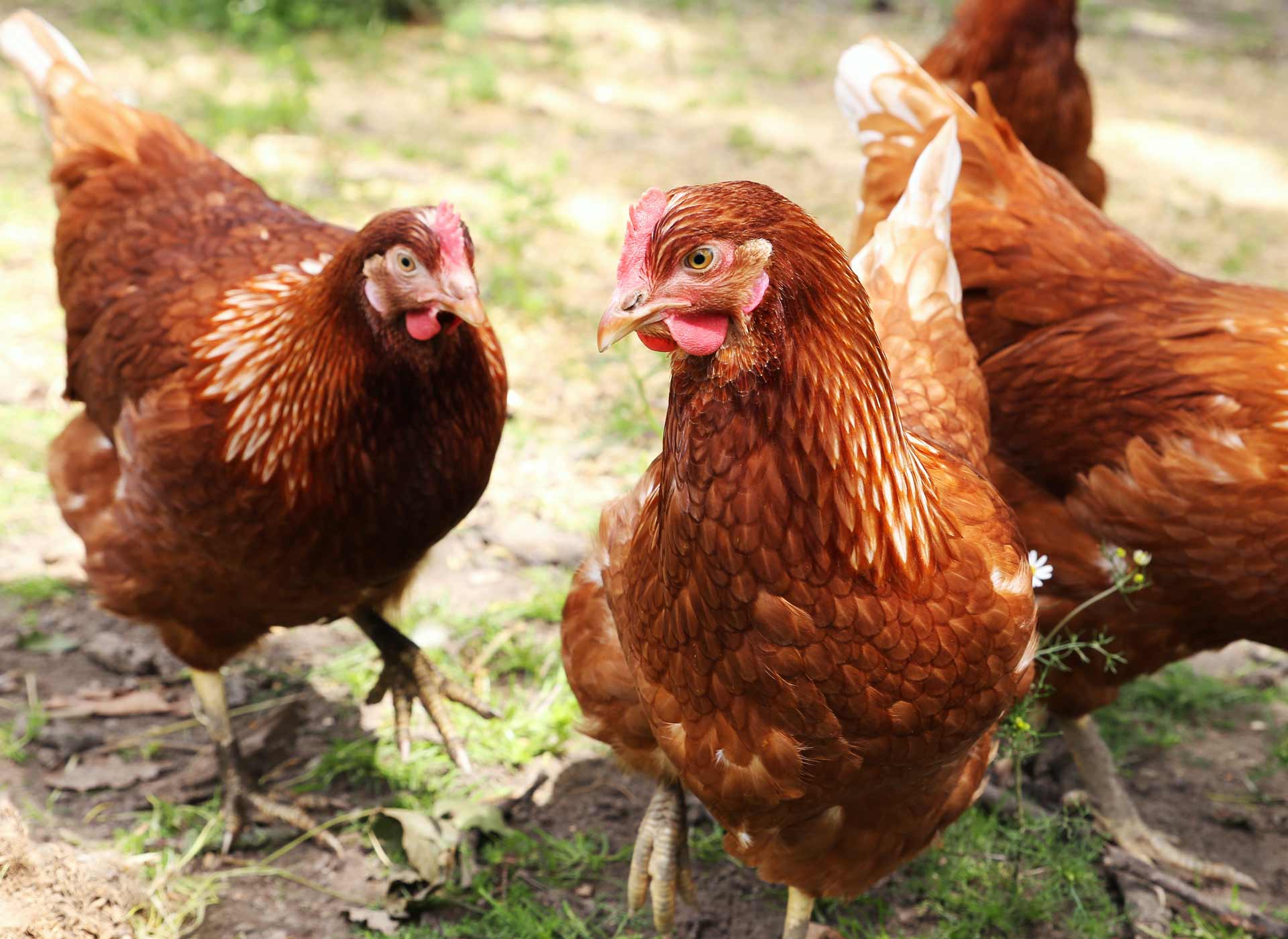 Hühner grasen auf einer grünen Weide 
