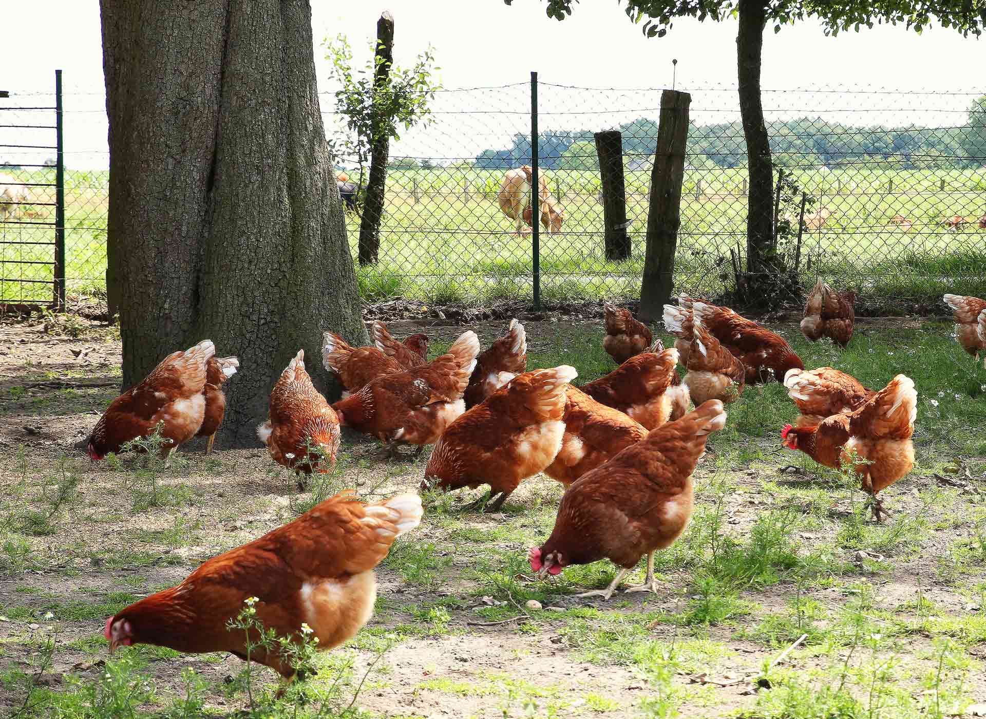 Hühner grasen auf einer grünen Weide unter blauem Himmel. 
